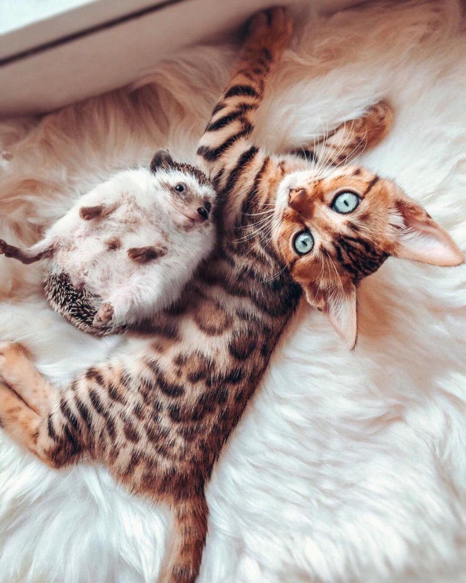 Кот и Ежик