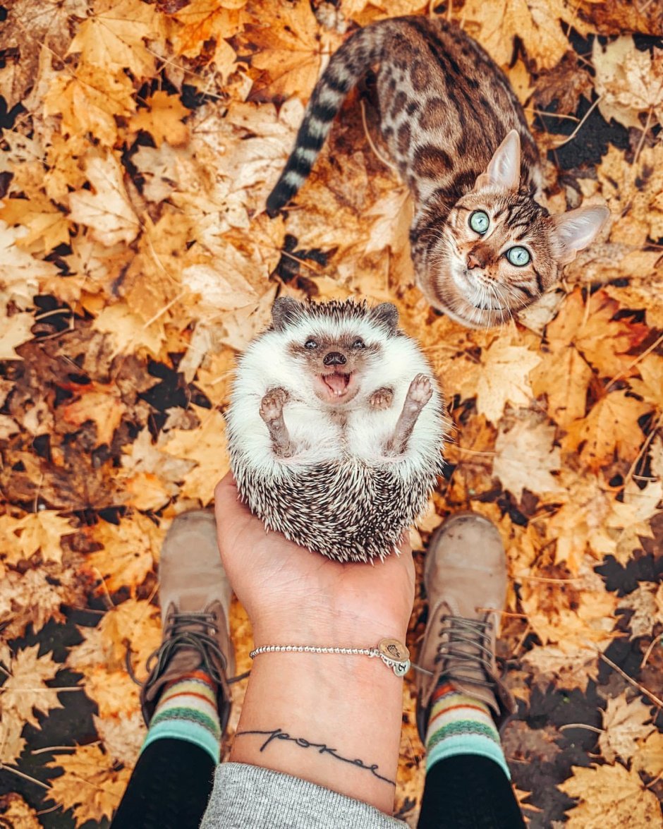 Котенок с Ёжиком