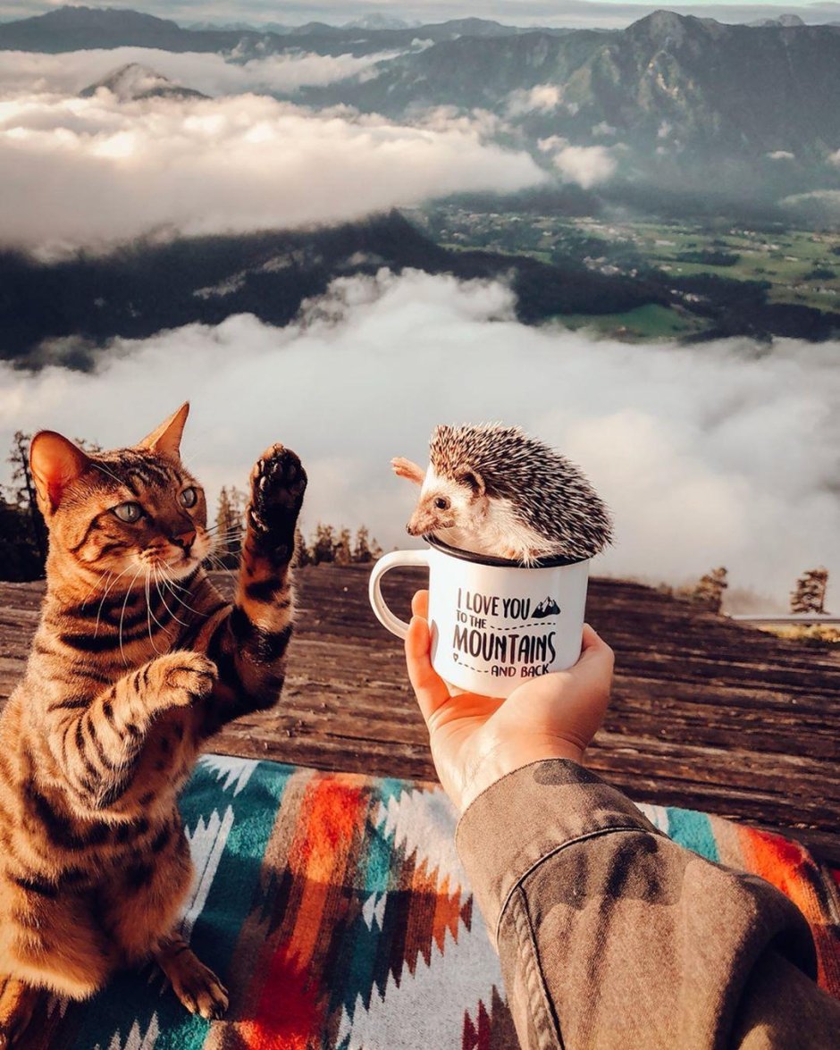 Осенняя фотосессия с котом