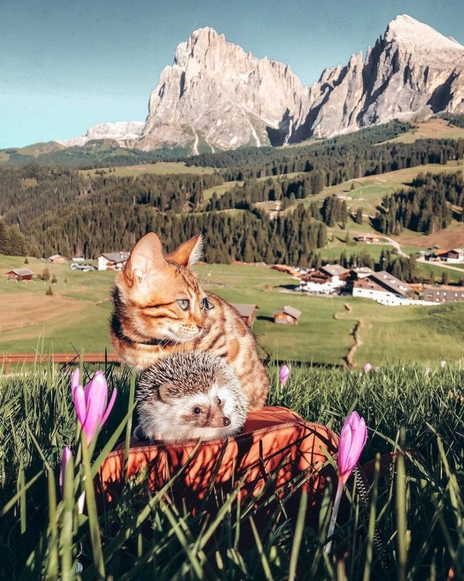 Ежик и котенок