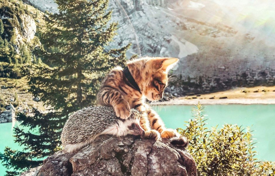 Кошки обнимашки