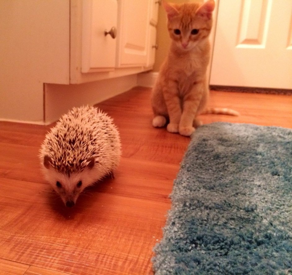 Котенок и ежонок