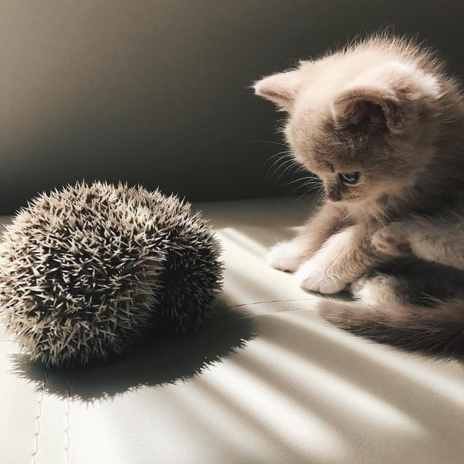 Ежик и котенок