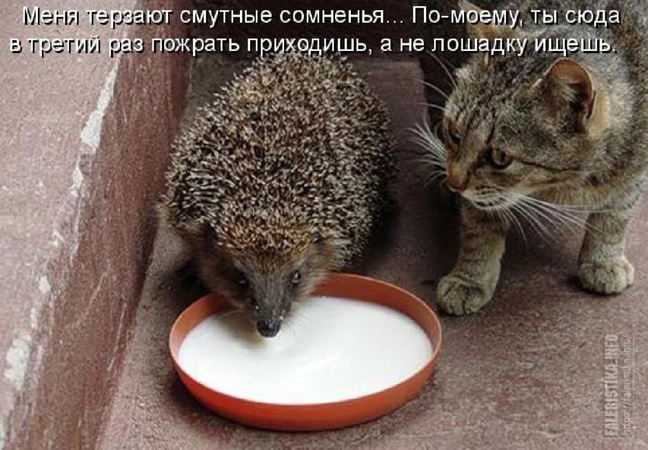 Наглый Ежик картинки