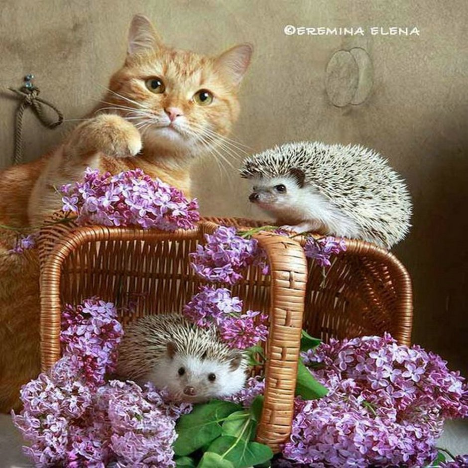 Ежик и котенок