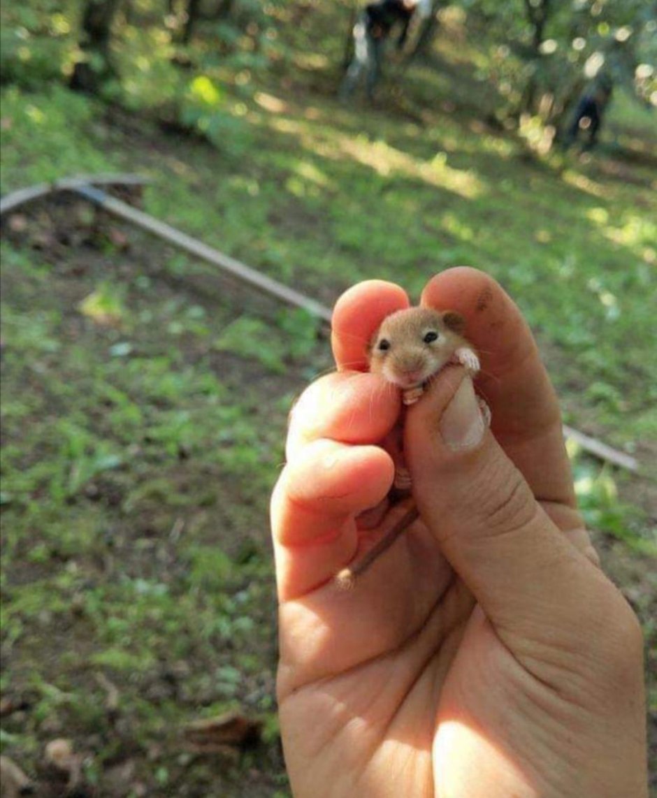 Бельчонок детеныш