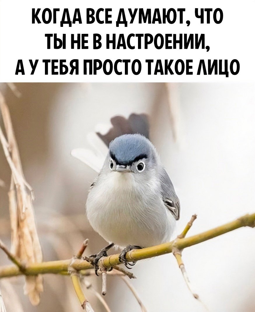 Птица орет