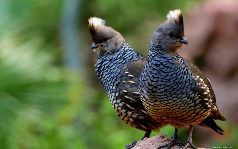 Куропатка рябчик перепел