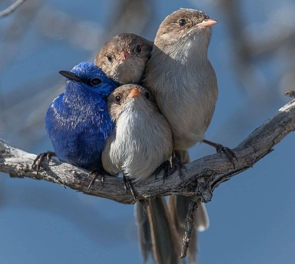 Кукушка Перелетная птица