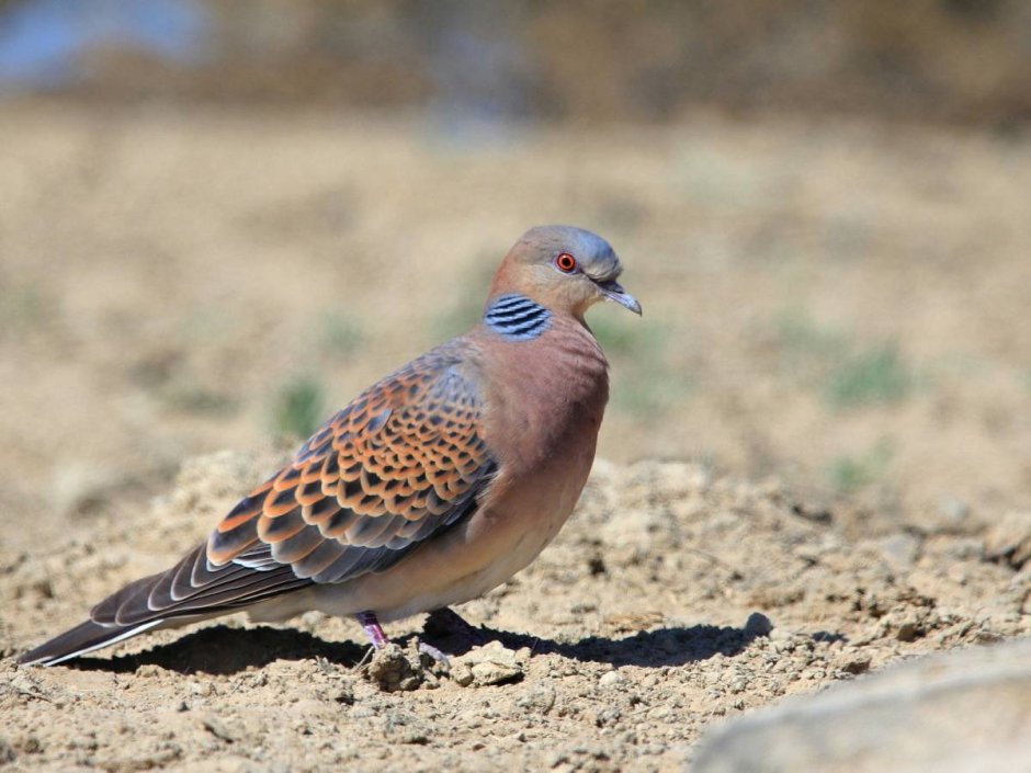 Горлица птица