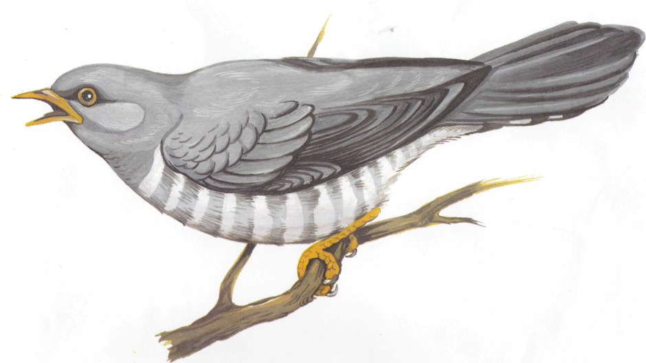 Птица ест бабочку