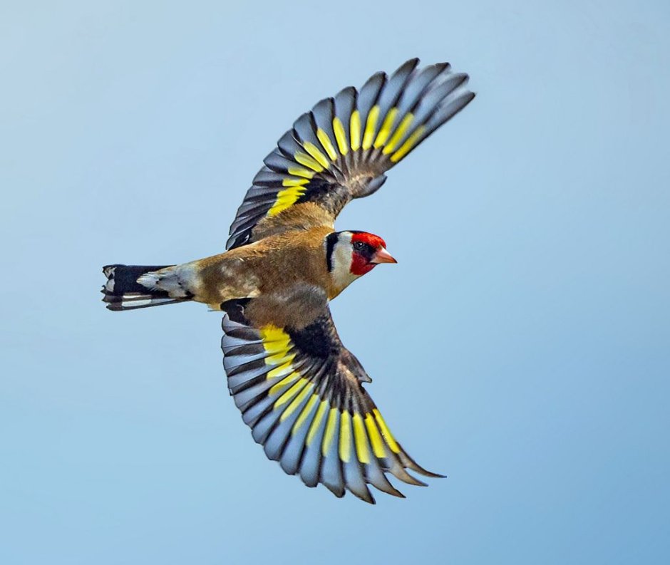 Черноголовый Чиж