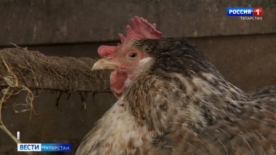 Красивые птицы