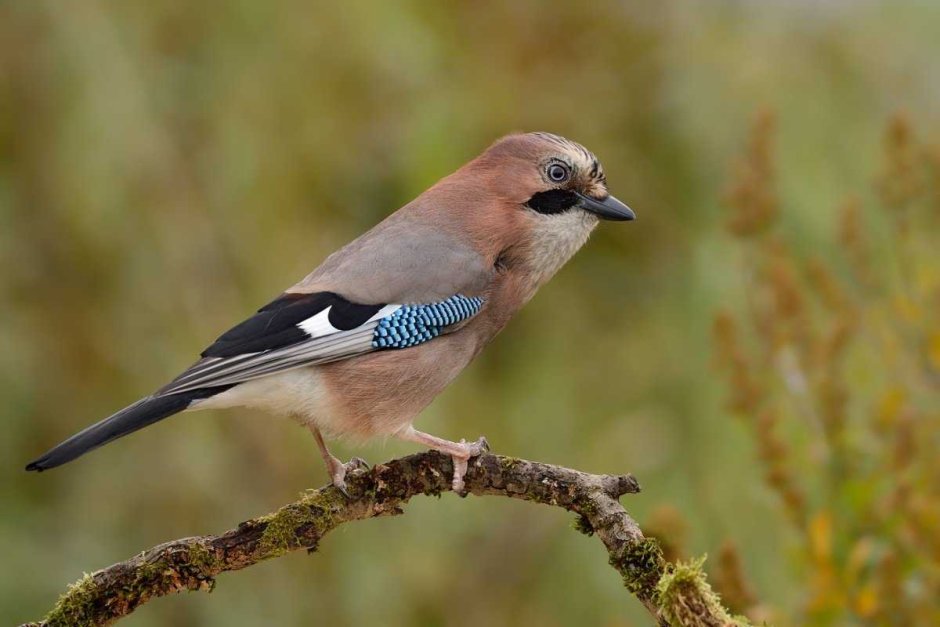 Рыжеголовая Сойка