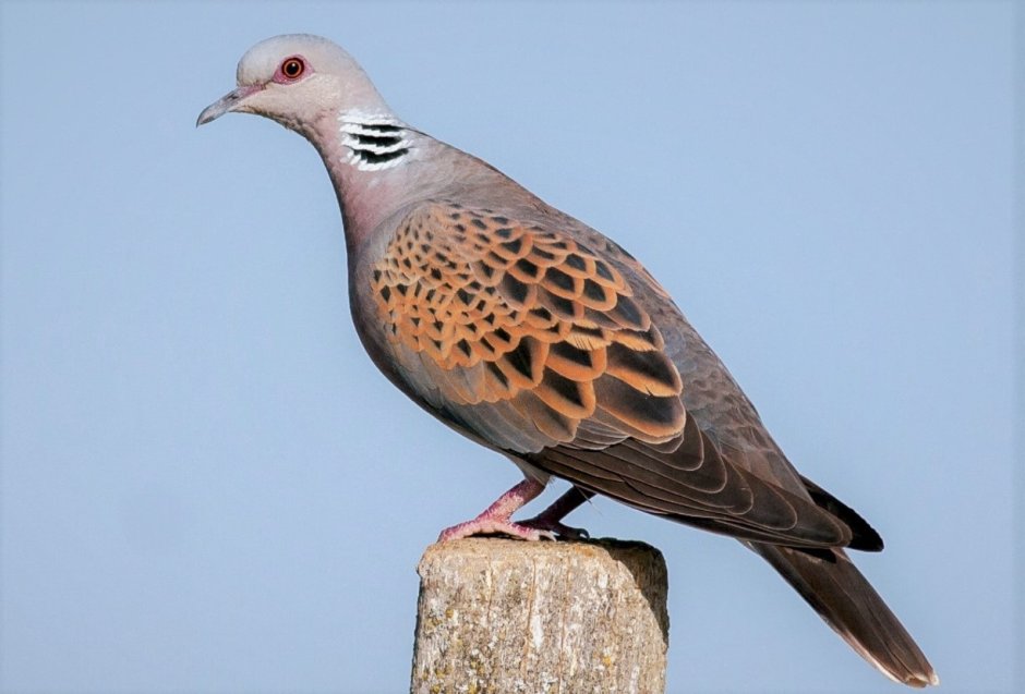 Зимующие птицы пазлы для детей