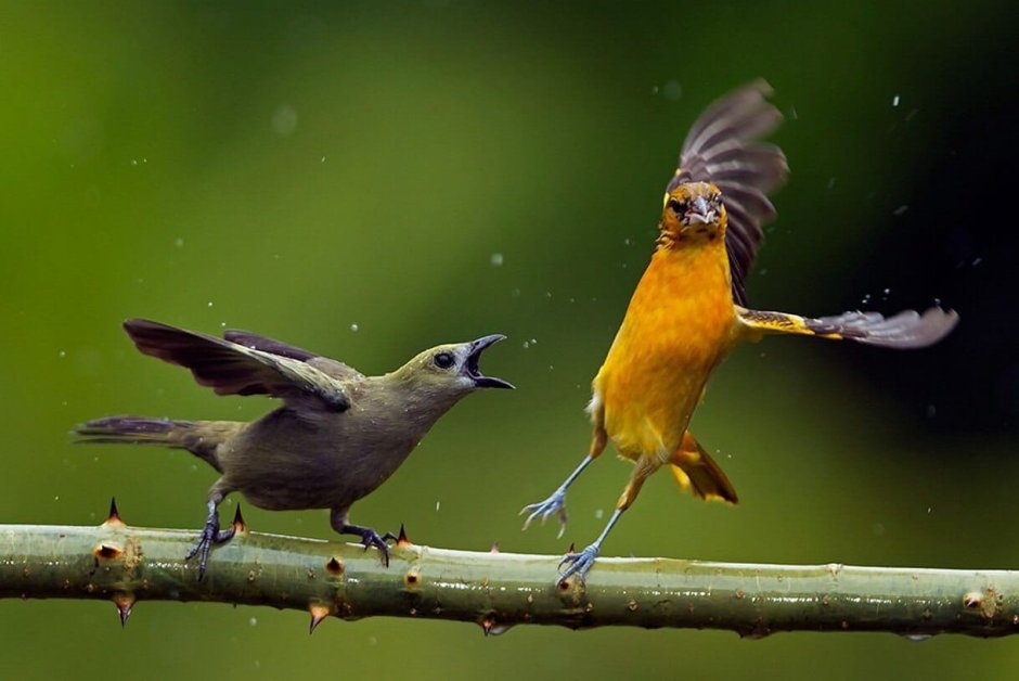 Голубая кустарниковая Сойка