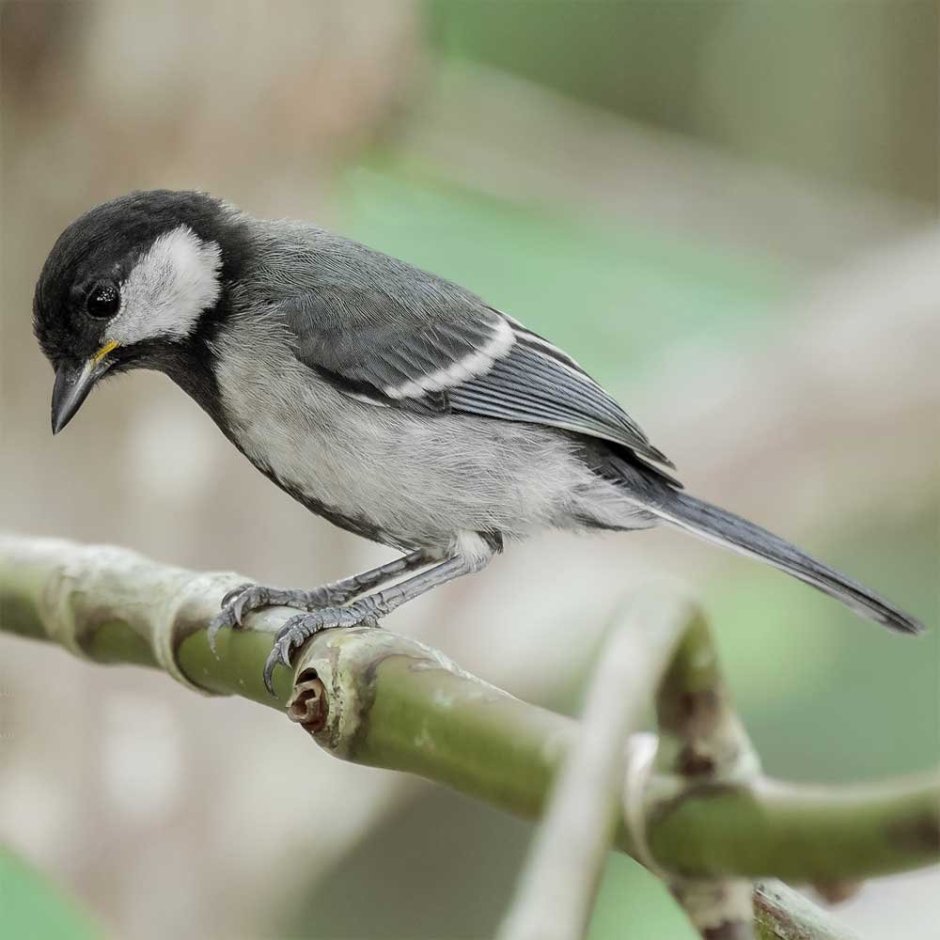 Эмодзи птичка