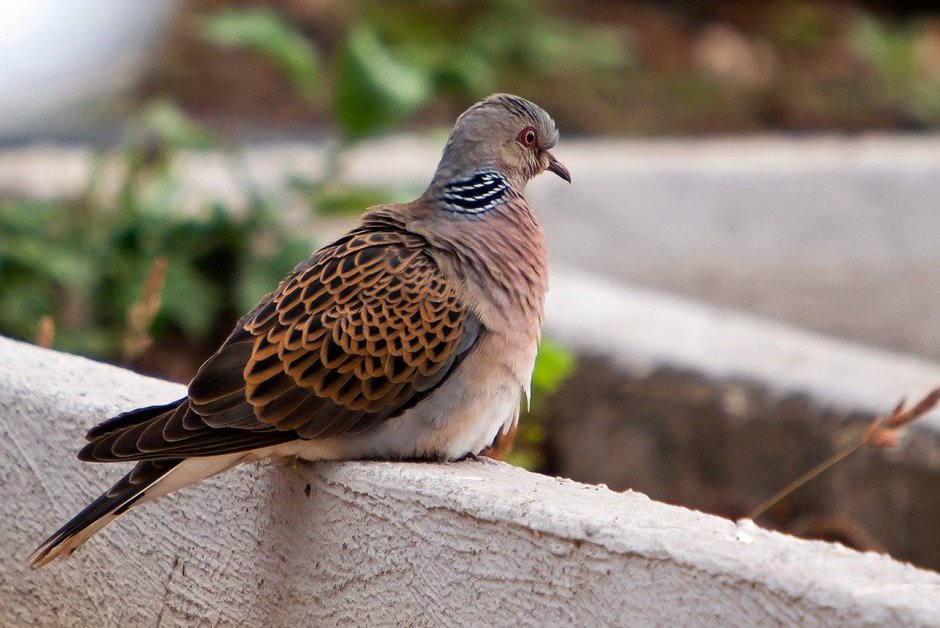Птица Горлица обыкновенная