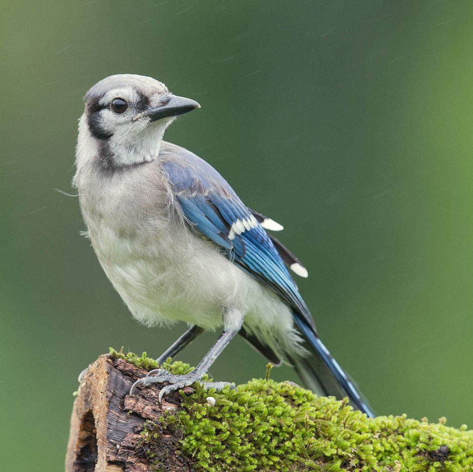 Птица утка Мандаринка