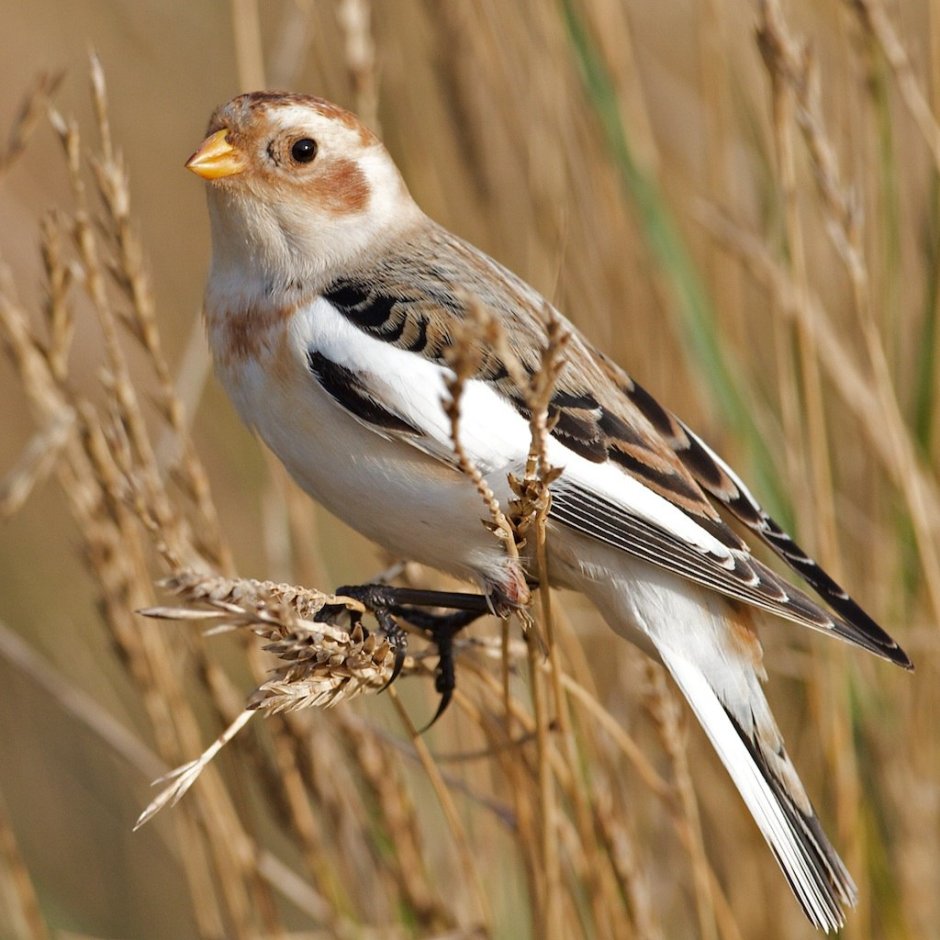 Календарь отлета птиц на Юг