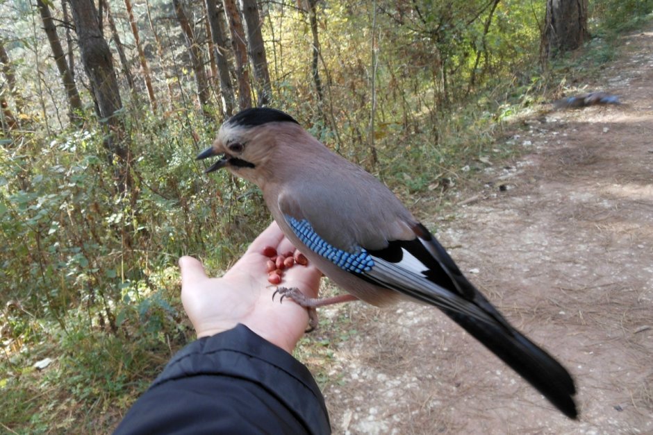 Галка и ворона птица