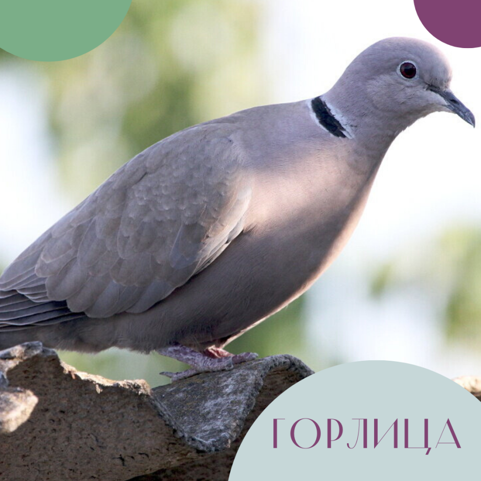 Голубь кольчатая Горлица