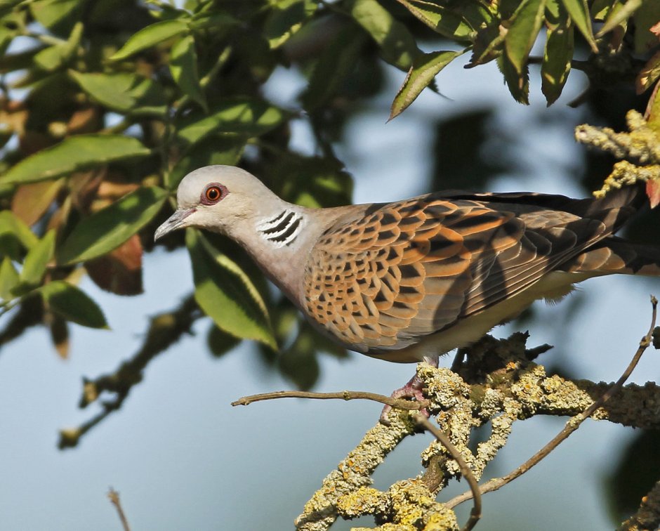 Обыкновенная Горлица (Streptopelia Turtur)