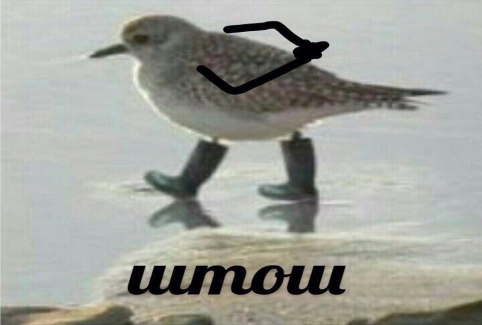 Чайка смеется