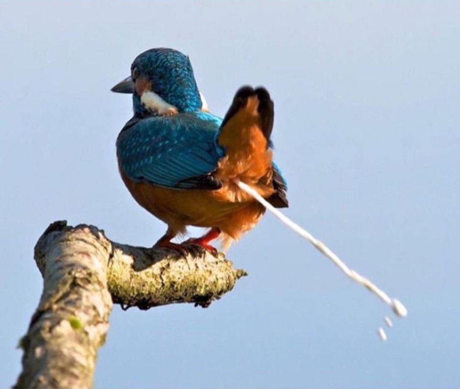 Стилизованные птицы