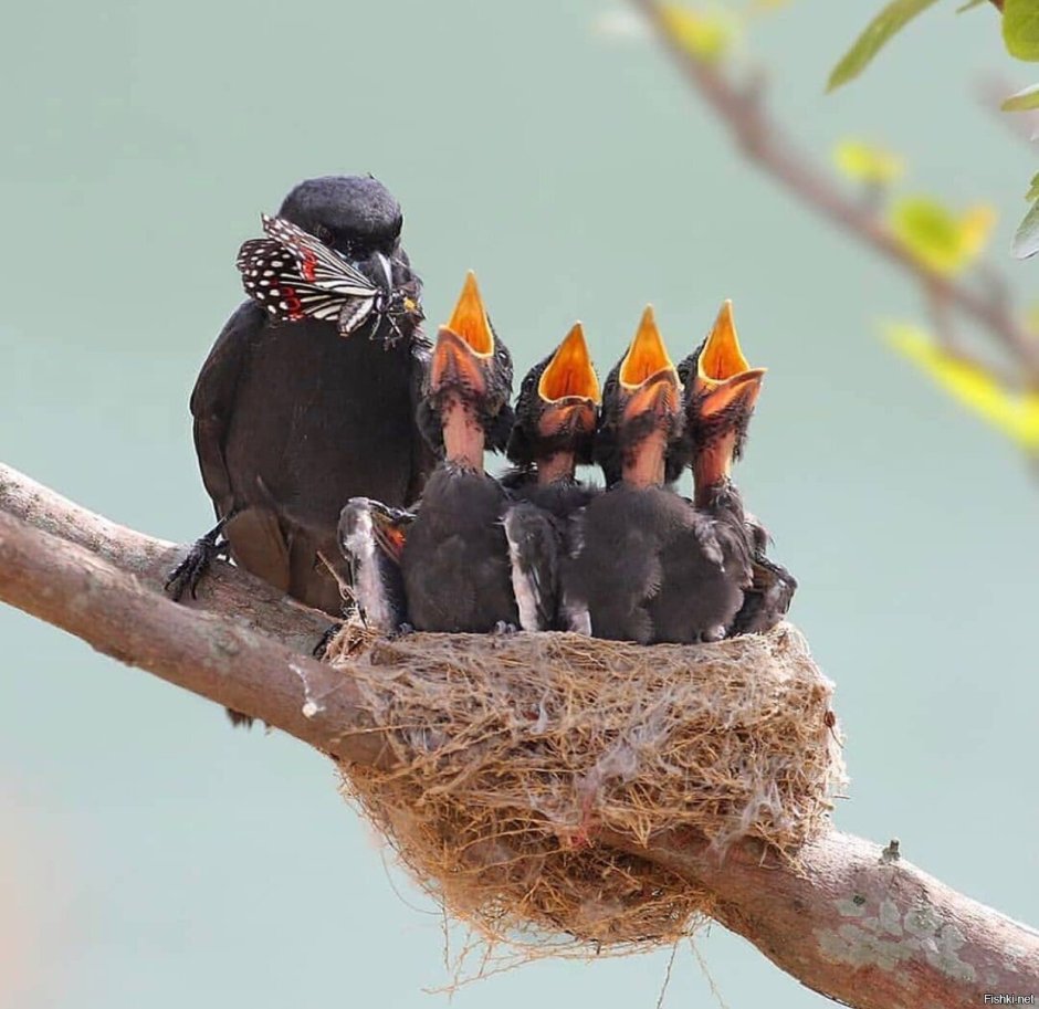 Серая лазоревка птица