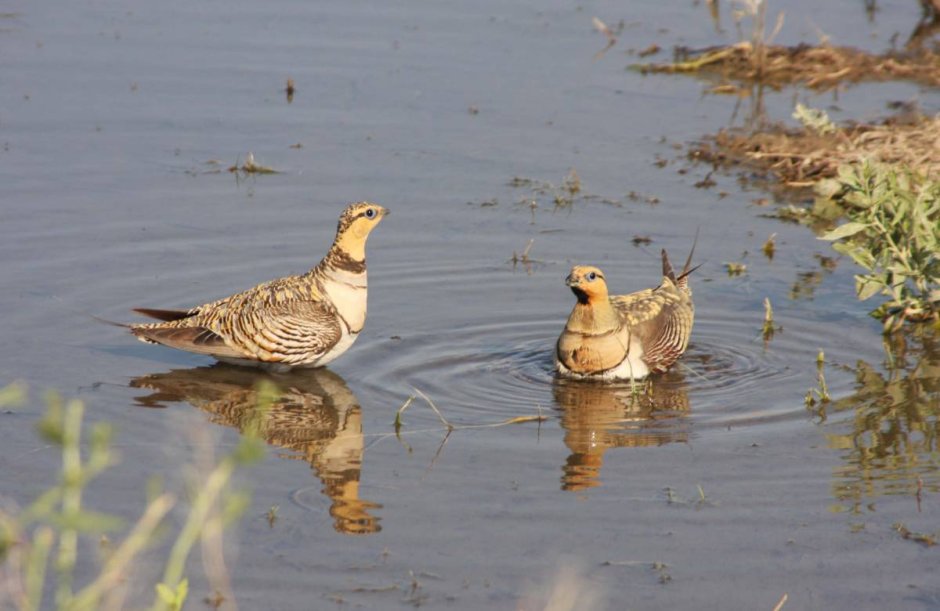 Белобрюхий рябок