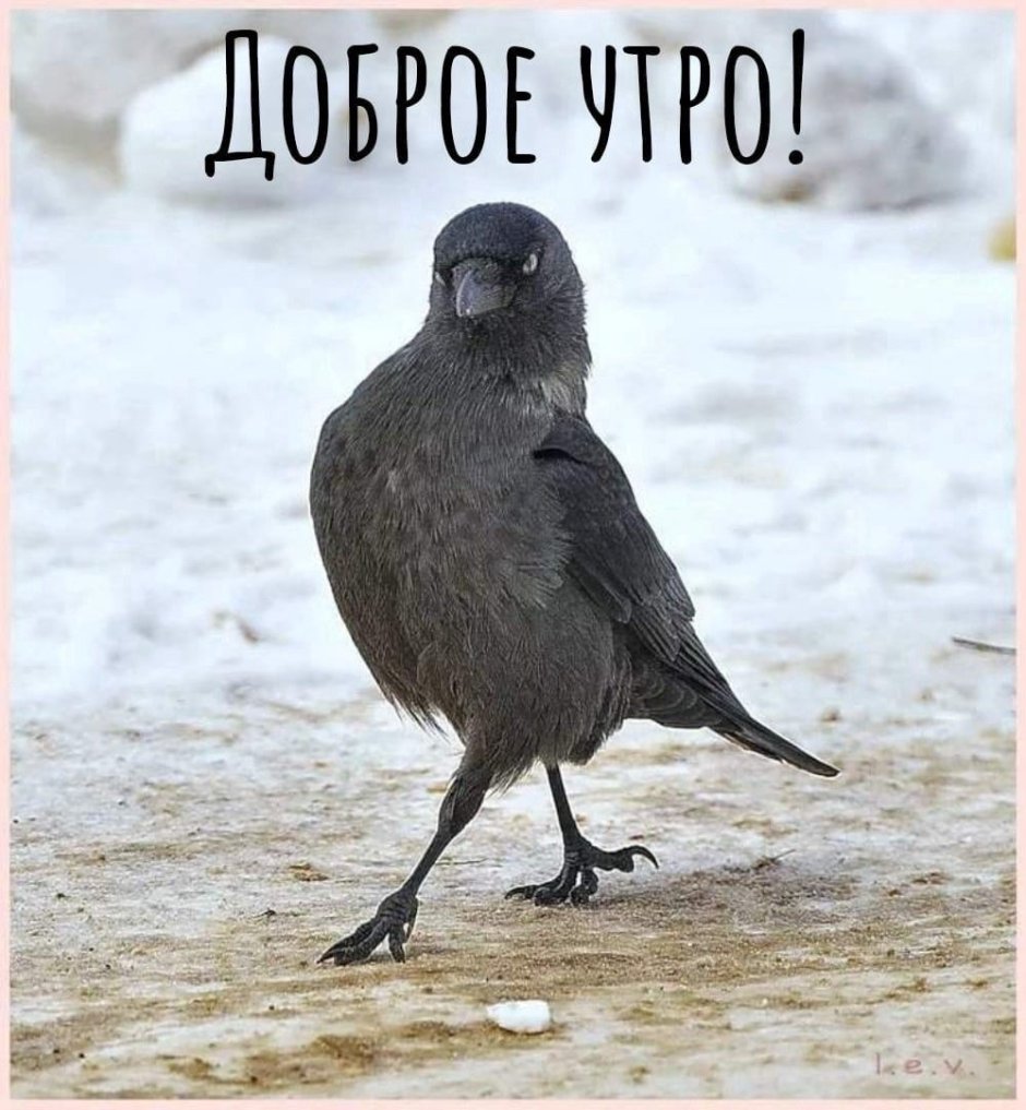 Сойка и Дрозд