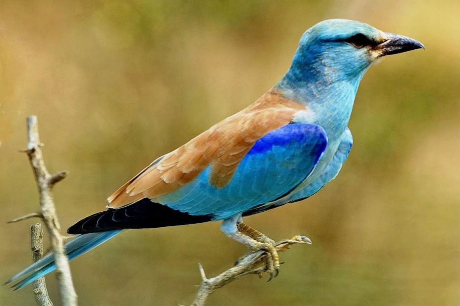 Птичка киви так блэт