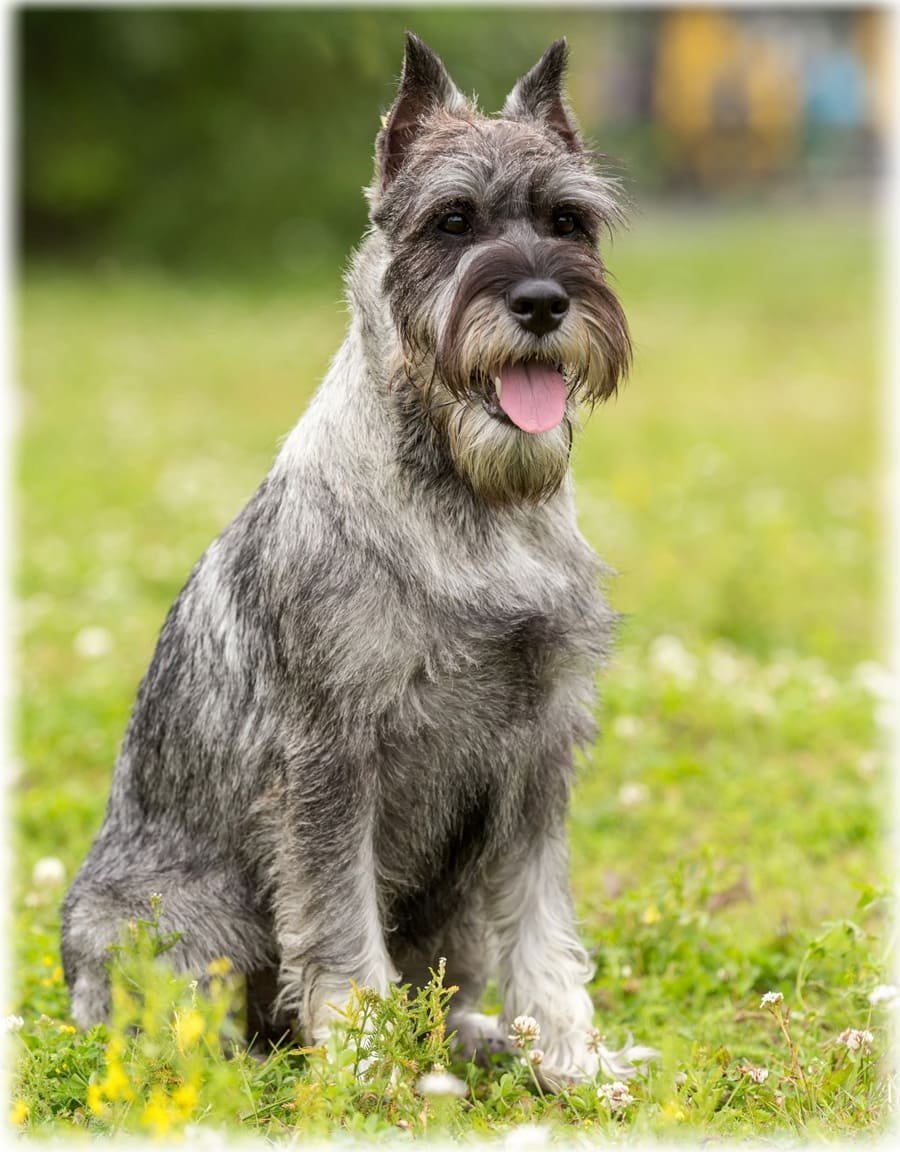 Шнауцер Миттельшнауцер