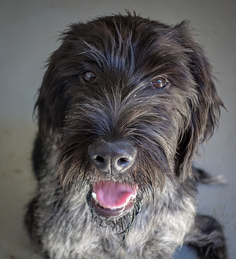 Порода собак с лохматой мордой