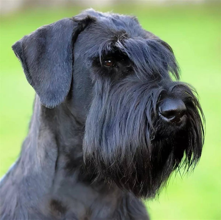 Ризер шнауцер