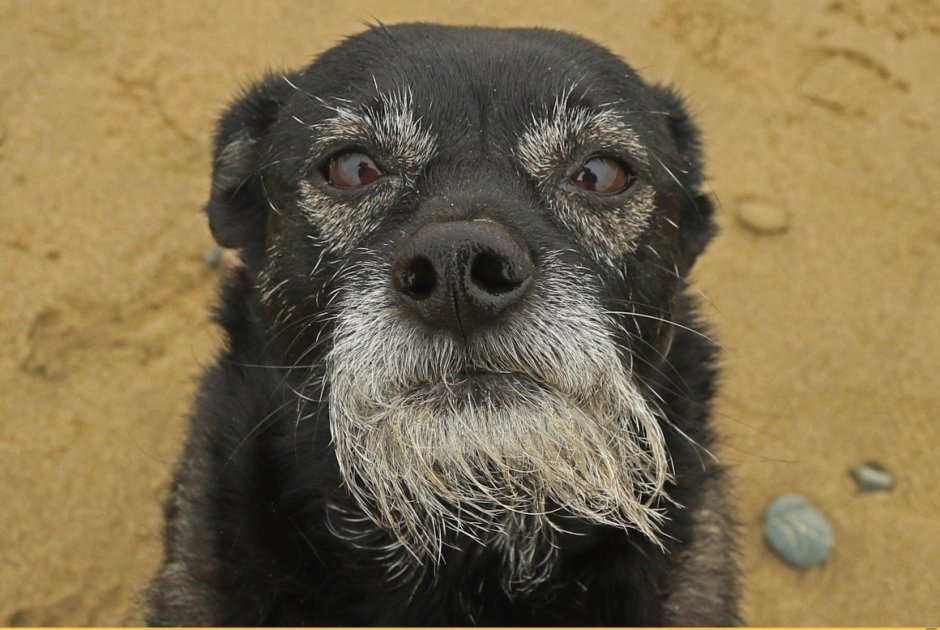 Бородатая собачка