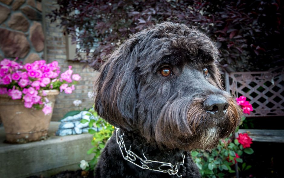 Собака с усами и бородой порода