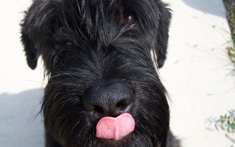 Бородатая собака Ризеншнауцер