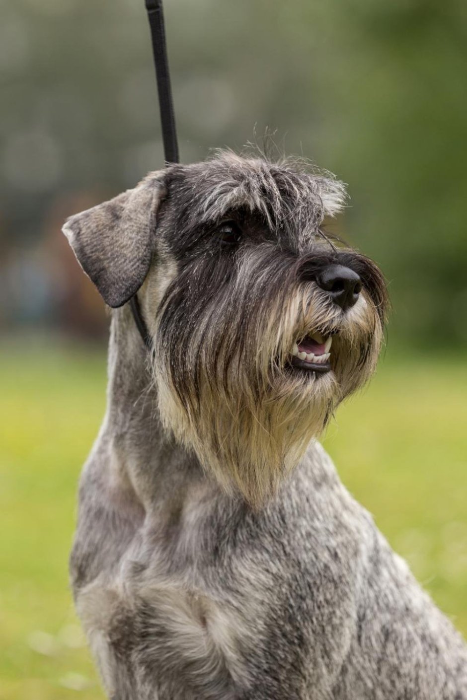 Терьер Миттельшнауцер