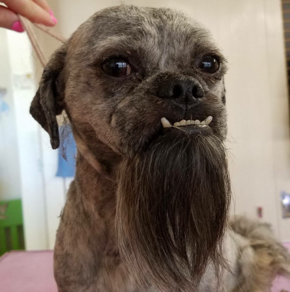 Смешные стрижки собак