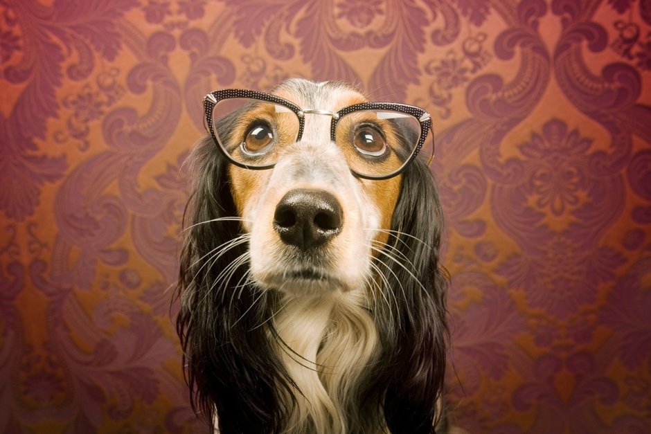 У каких собак усы растут