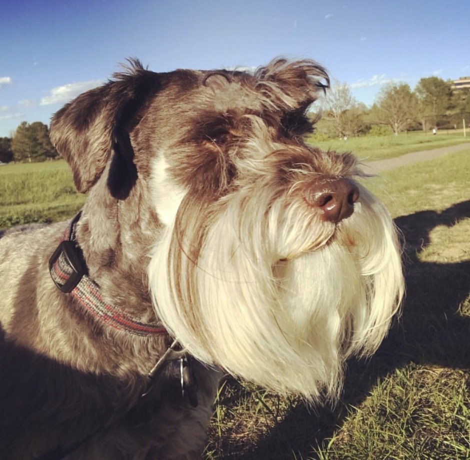 Бородатая собачка