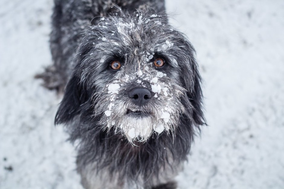 Серая лохматая собака
