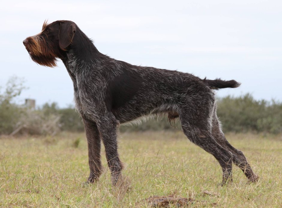 Порода собак дратхаар