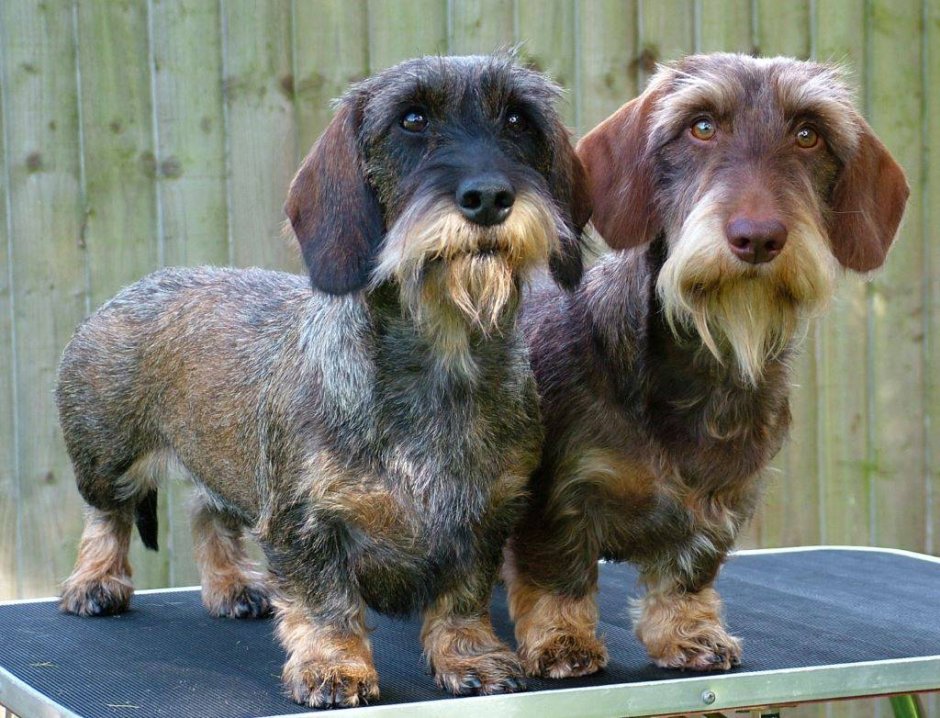 Такса карликовая жесткошерстная