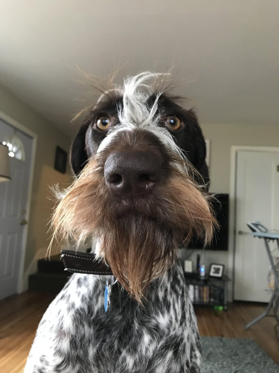 Усатый терьер