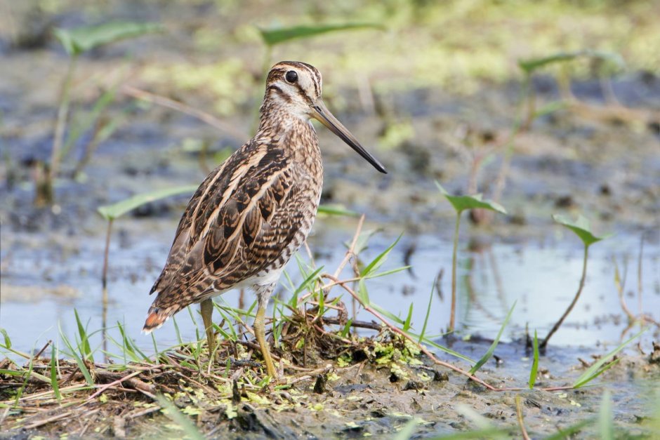Gallinago stenura