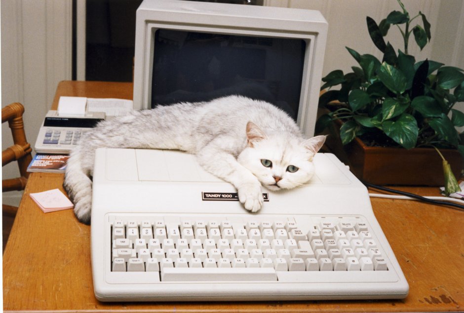 Кот за компьютером