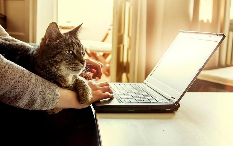 Коты за компьютером